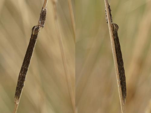 Réf. 106 823 : Euclidia glyphica