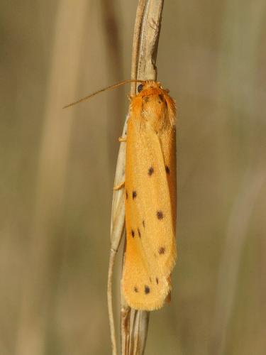 Réf. 106 822 : Setina flavicans