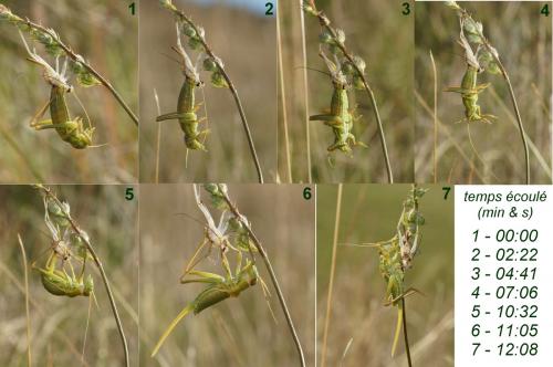 Réf. 106 821 : Ephippiger sp.