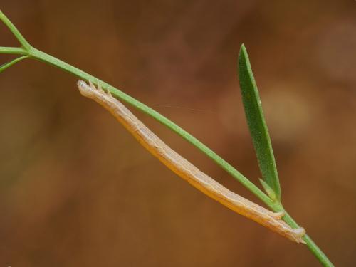Aspitates ochrearia