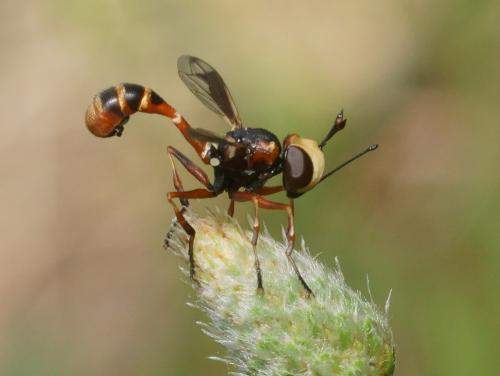 Réf. 106 537 : Physocephala vittata