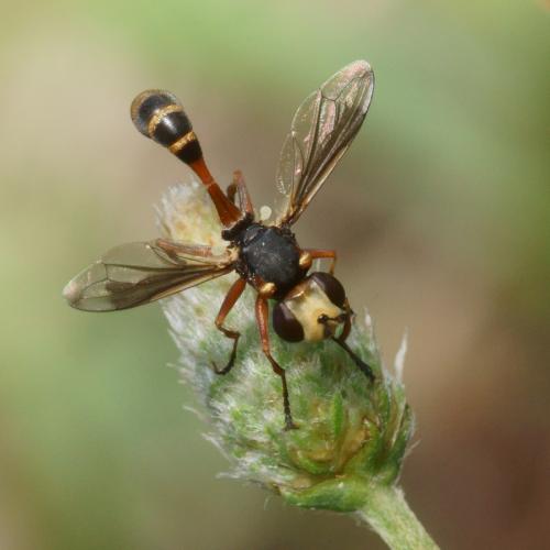 Réf. 106 538 : Physocephala vittata