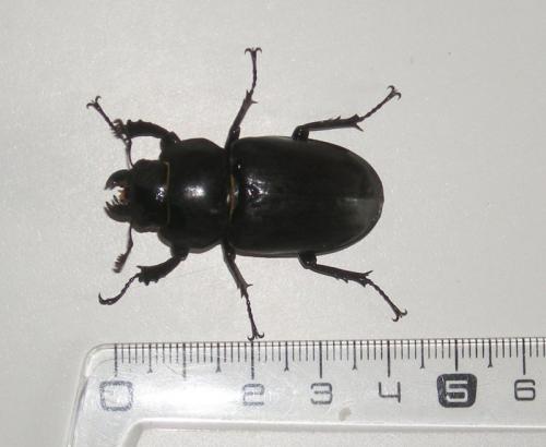 Lucanus cervus