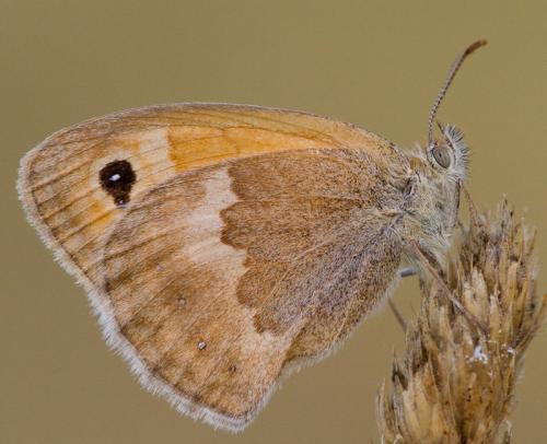 Réf. 106 419 : Coenonympha pamphilus