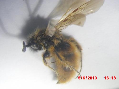Réf. 106 855 : Dasyscolia sp.