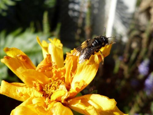 Panurgus sp.