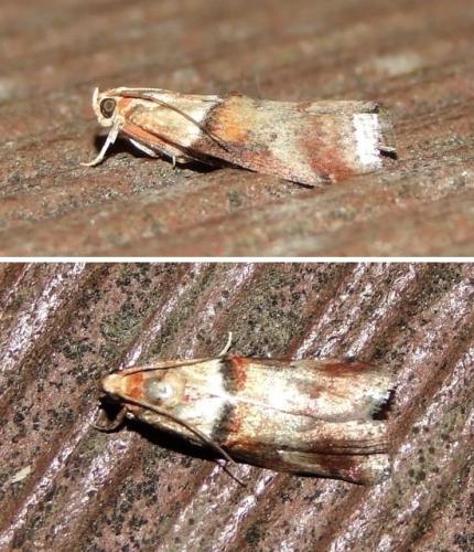 Réf. 106 045 : Acrobasis tumidana