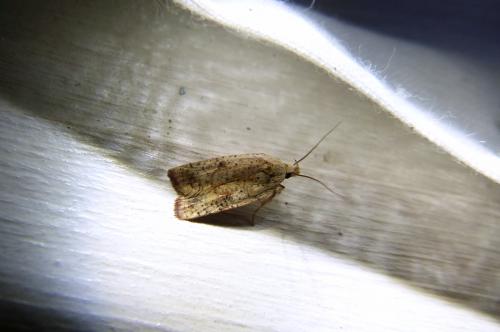 Agonopterix nervosa