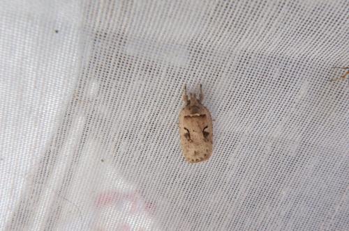 Réf. 106 586 : Agonopterix ocellana