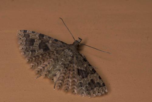 Alucita hexadactyla
