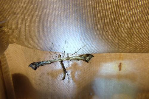 Amblyptilia sp.