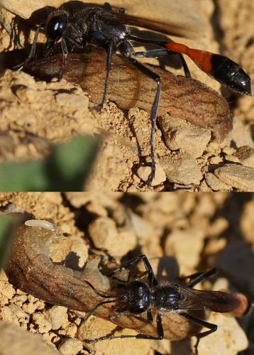 Ammophila sabulosa