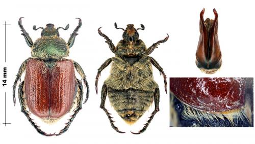 Anisoplia sp.