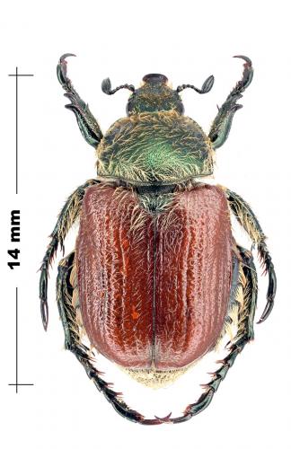 Anisoplia sp.