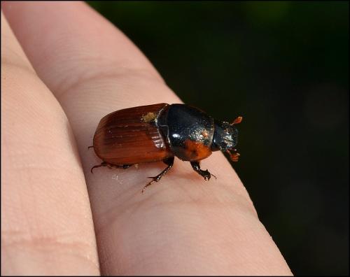 Réf. 106 756 : Coprimorphus scrutator