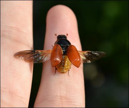 Réf. 106 757 : Coprimorphus scrutator