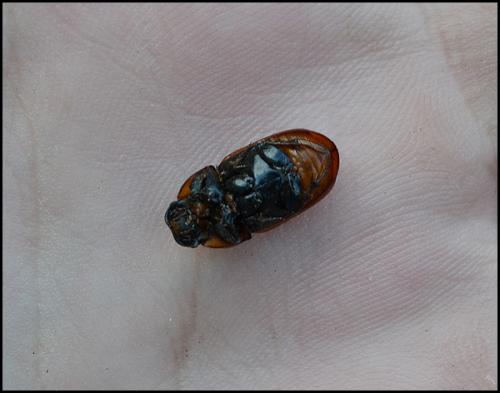 Réf. 106 758 : Coprimorphus scrutator
