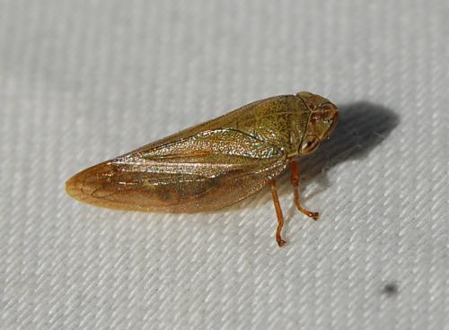 Aphrophora salicina