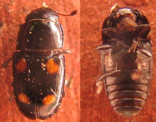 Glischrochilus hortensis
