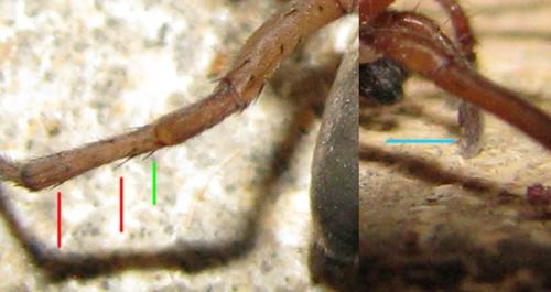 Drassodes sp.