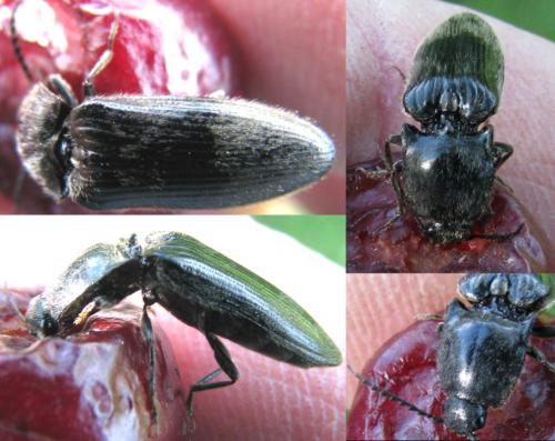 Hemicrepidius hirtus