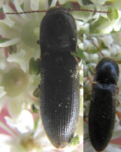 Agriotes gallicus
