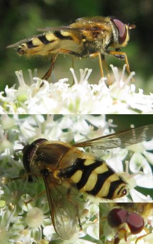 Syrphus sp.