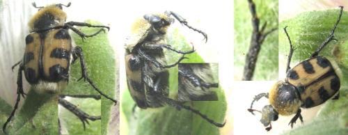 Trichius gallicus