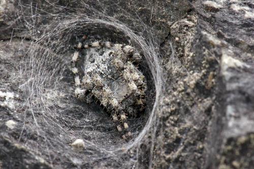 Araneus circe