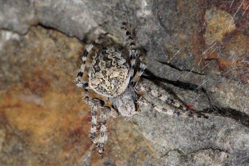 Araneus circe