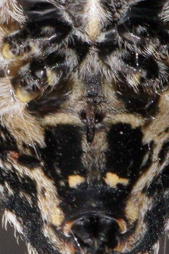 Araneus circe