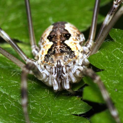 Mitopus morio