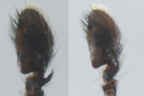 Leptorchestes peresi