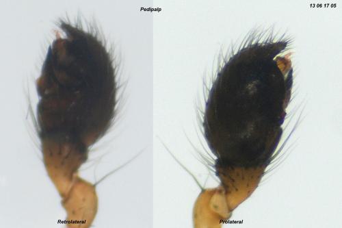 Réf. 106 394 : Enoplognatha thoracica