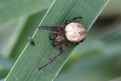 Larinioides cornutus