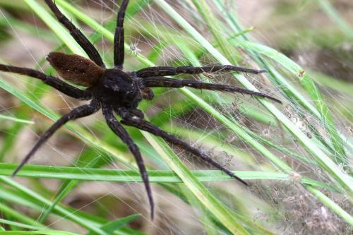 Réf. 106 636 : Dolomedes plantarius