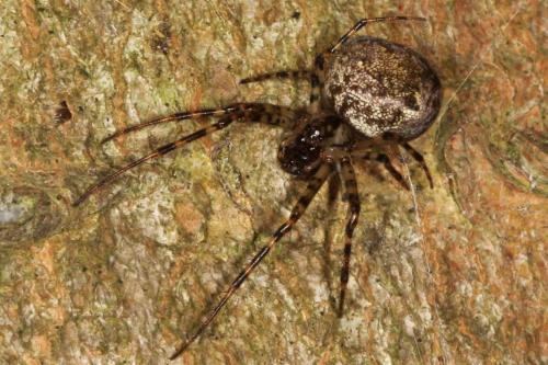 Réf. 106 106 : Metellina merianae