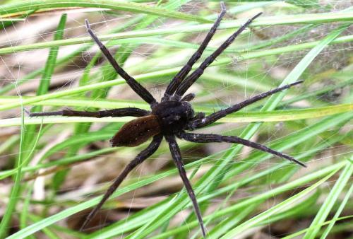 Réf. 106 553 : Dolomedes plantarius