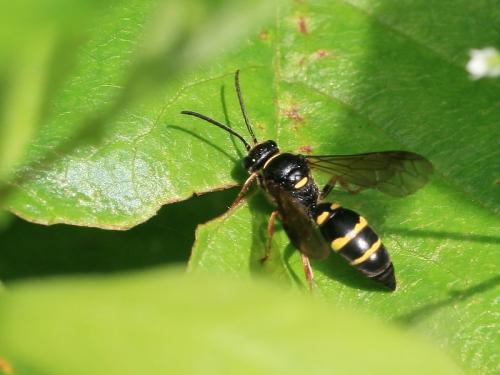 Réf. 106 030 : Argogorytes mystaceus
