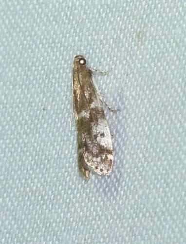 Assara terebrella