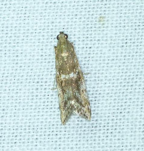 Assara terebrella