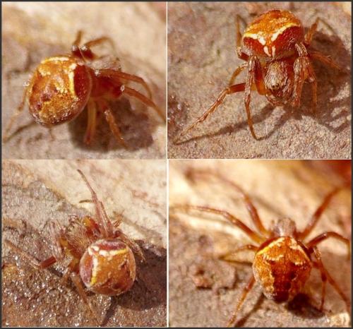 Réf. 106 364 : Araneus sturmi