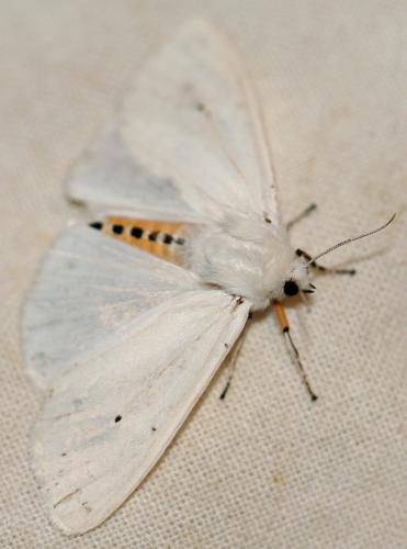 Réf. 106 126 : Spilosoma urticae
