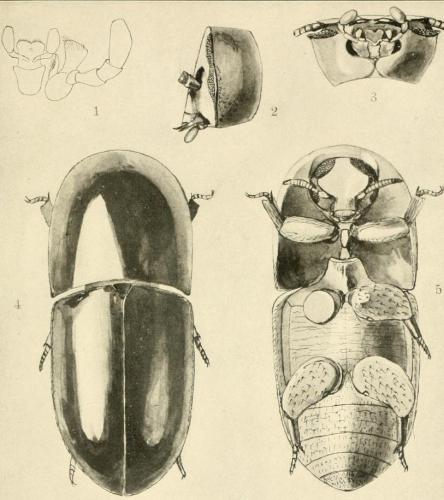 Réf. 106 710 : Blatticephalus adelotopus