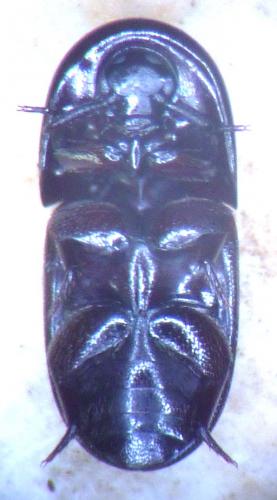 Réf. 106 709 : Blatticephalus adelotopus