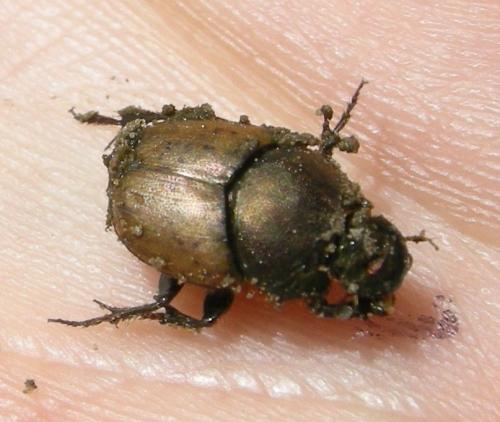 Onthophagus coenobita