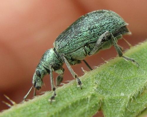 Réf. 106 018 : Phyllobius pomaceus