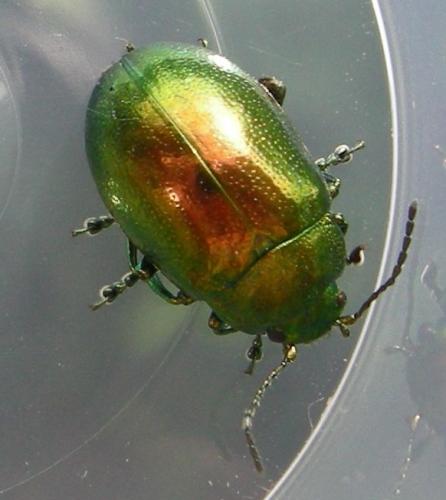 Chrysolina sp.