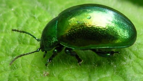 Chrysolina herbacea