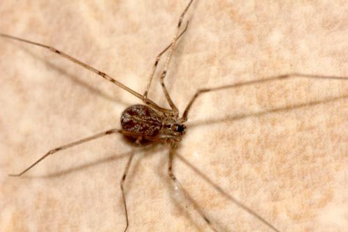 Réf. 106 963 : Physocyclus globosus